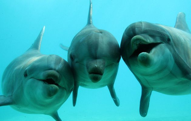 dolphins talking