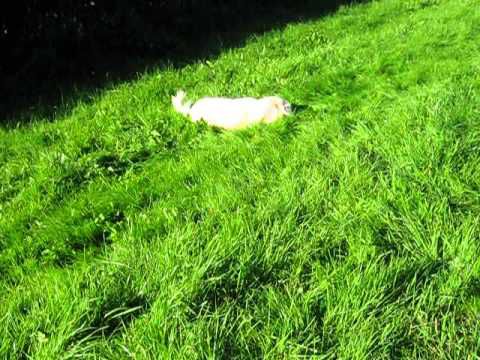 GOLDEN COURIR NAGER SE ROULER DANS L'HERBES