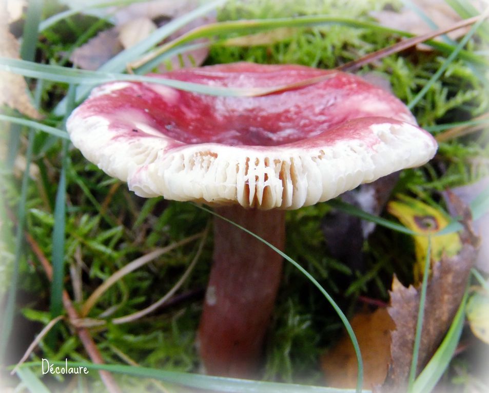 Album - LES CHAMPIGNONS...