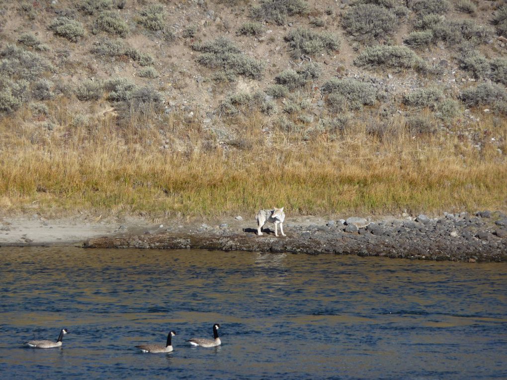 Album - 15.Yellowstone (Wyoming-octobre)