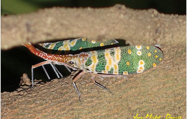 Magnifique insecte (Thaïlande)