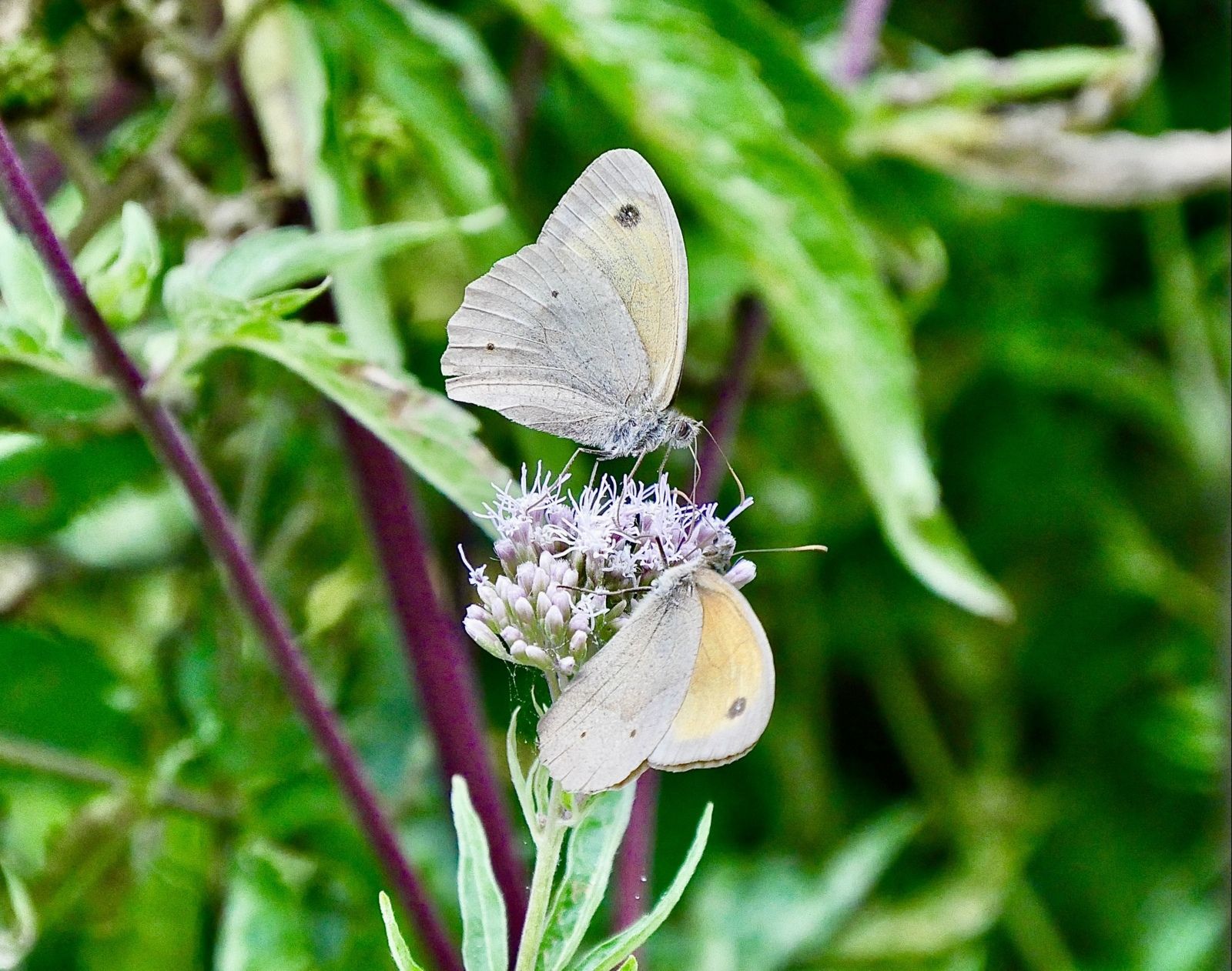 2 papillons qui se retrouvent dans un même environnement 