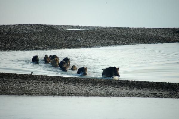 Photos d' animaux&nbsp; prises dans le Parc Naturel de la For&ecirc;t d'Orient