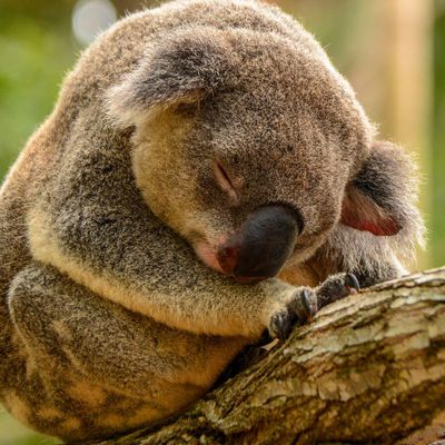 Animaux - Koala - Cute - Australie - Forêt - Photographie - Wallpaper - Free