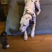 Ne se rendant pas compte de sa petite taille, ce chaton s'attaque à un Dalmatien ! (Vidéo)