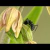 Epipactis helleborine et les fourmis pollinisatrices