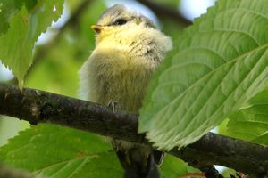 Photo shoot pour une mésange bleue...