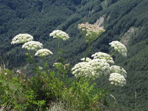 Vagabonde dans les Appennins ... des nuages et des herbes folles.