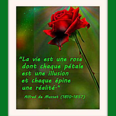 Citations "rose"