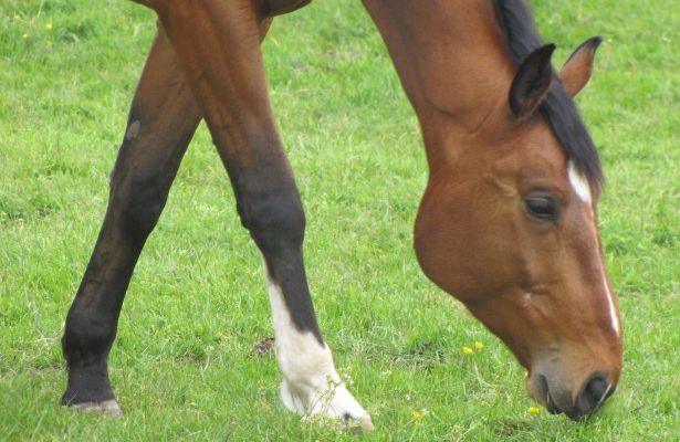 Cheval dans la prairie