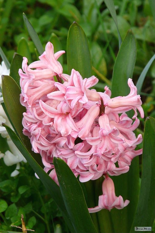 Les petites fleurs du printemps, les premiers rayons de soleil et les journées qui s'allongent... c'est bon. Il ne faut pas grand chose pour être heureux.