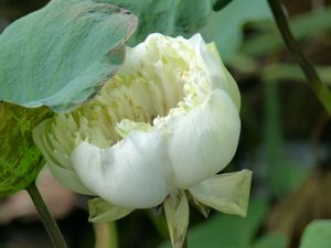 Fleurs du jour (23-02)