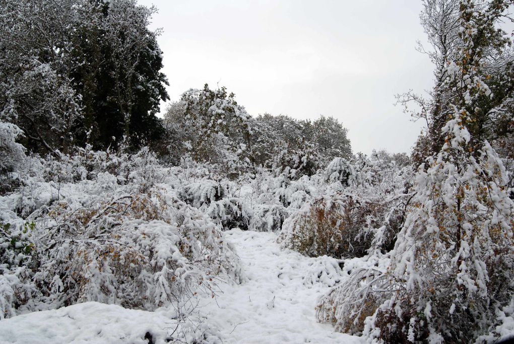 reportage photo de la neige tomber sur le nord cotentin le 27 novembre
2010