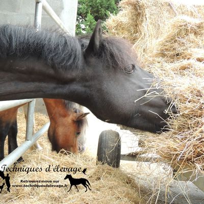 Pourquoi le foin ne peut suffire à votre cheval ?