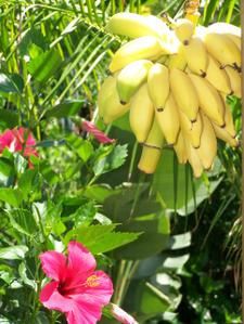 Balade dans le jardin à la fin de l'été austral