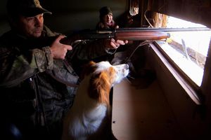 Grippe aviaire : des conditions assouplies pour les chasseurs