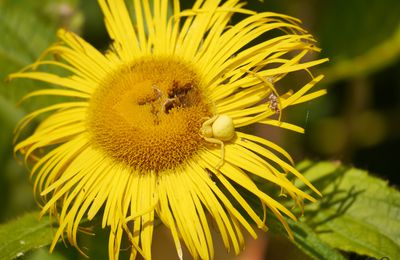 Les Thomisidae