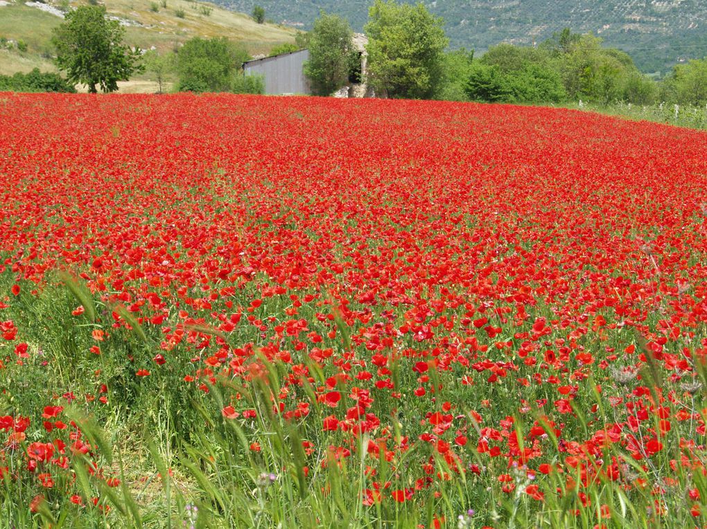 Qualche foto del paese e dei paesaggi
Quelque foto du village et des paysages