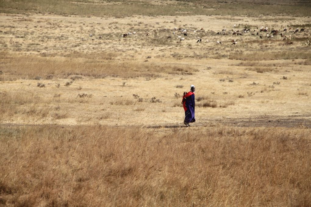 Album - 7.2 Ngorongoro