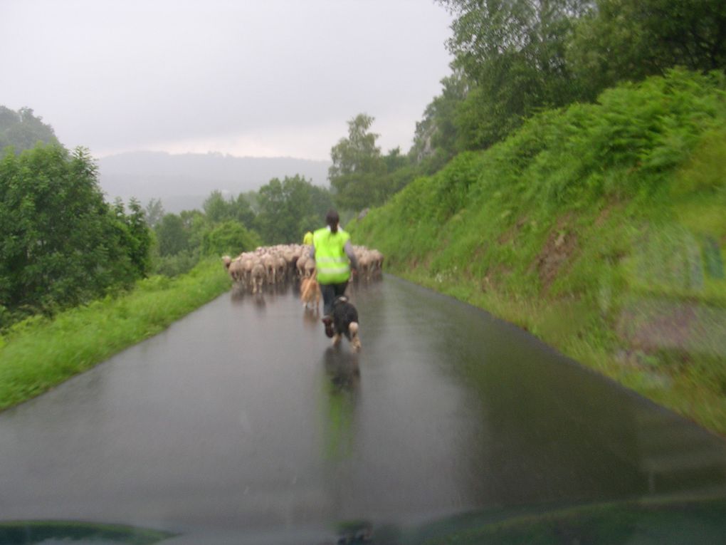 1ère étape de transhumance pour un mois (de mi-mai à mi-juin), avant de revenir cet automne