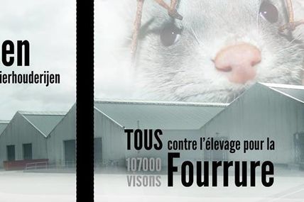 Tous contre l'élevage de 107.000 visons pour la fourrure le 2 novembre à Wervik!