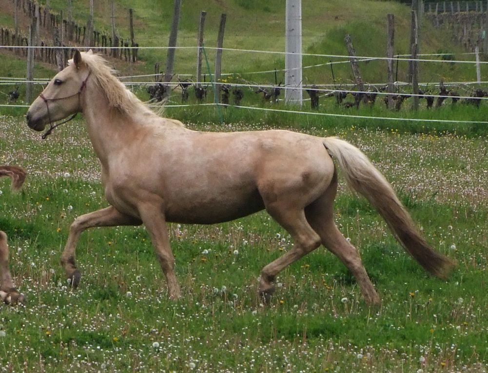 Jument onc palomino par Quad'or et Kahomanie, née le 10 mars 07