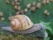 Journée découverte de l’élevage d’escargots