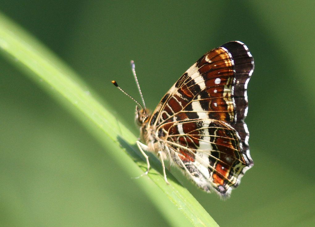 Plus de quarante espèces de papillons contactés sur le territoire de Mardié-est : Un festival de formes et de couleurs !