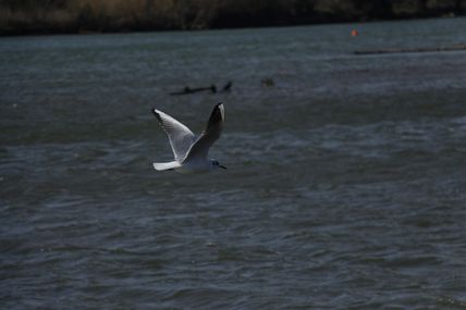 Instantanés de nature