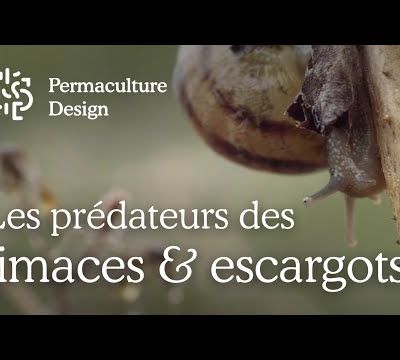 Limaces & escargots : quels sont leurs prédateurs naturels ?