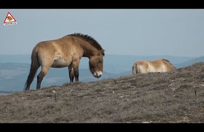 Cheval de Przewalski