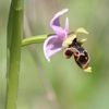 Ophrys picta/ scolopax