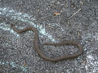 serpent photo sur charlotteblablablog
