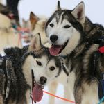 Huskies, Snow and Fun