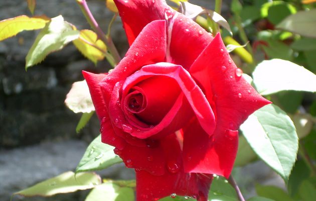 Une Rose pour HAITI