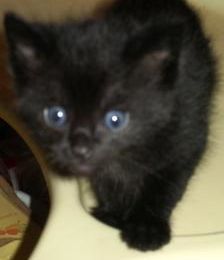 Diabolo, chaton noir (fils de Minette)
