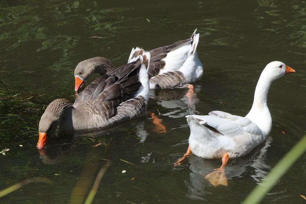  Des lavoirs sur le Canal de la Bruche ( 1 )