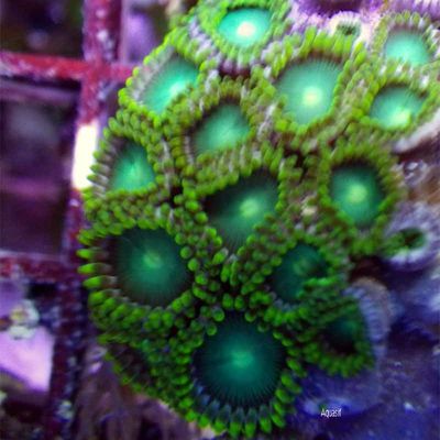 Zoanthus full vert