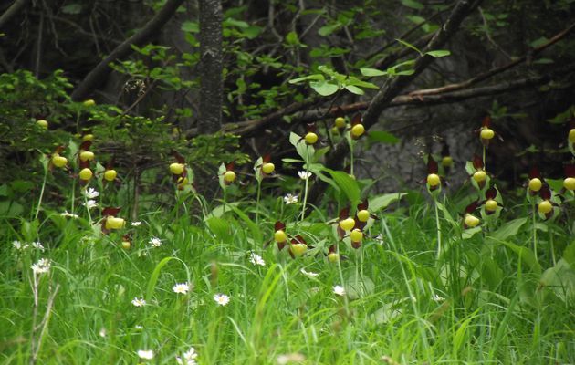 Cypripedium calceolus in situe 