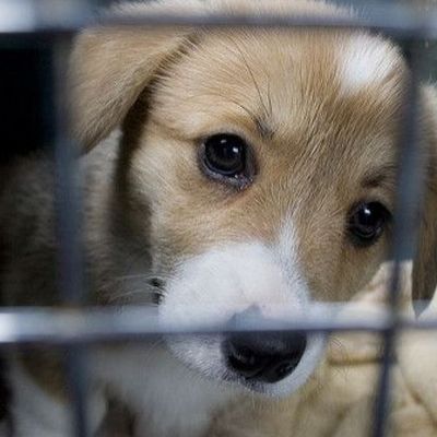 La vente de chiots et de chatons bientôt interdite dans les animaleries britanniques