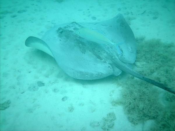  Trois jours sur Moorea, détente aux Tipaniers, plongées et randonnée. 