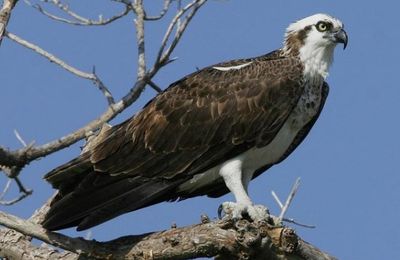 les oiseaux en image "Accipitridae"; "Pandionidae"