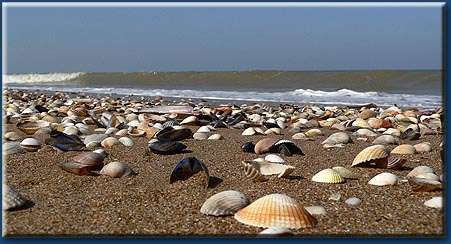 Album - Coquillages et Vagues en Vrac....