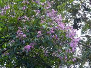 FLORE AU CAMBODGE