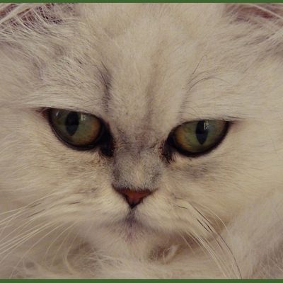 Photo chat persan blanc