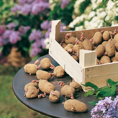 Comment planter les premières pommes de terre ?