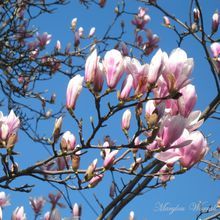Magnolia et poisson d'avril