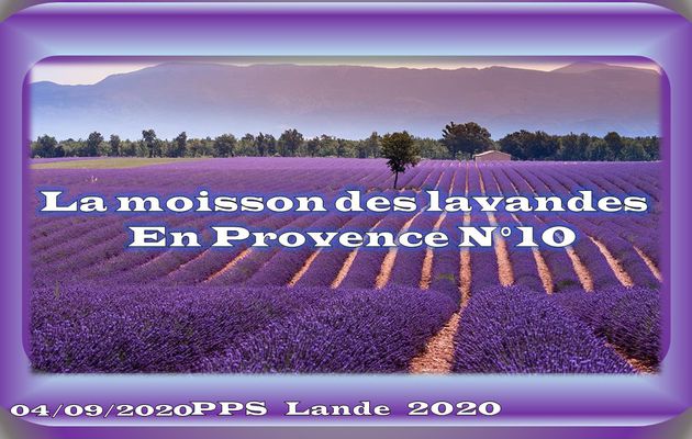 La moisson des Lavandes N° 10 par Lande.