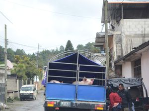 "Pick up" à arceaux, le moins cher des transports en commun, nous l`avons testé sur de petits trajets...à vivre absolument ! 