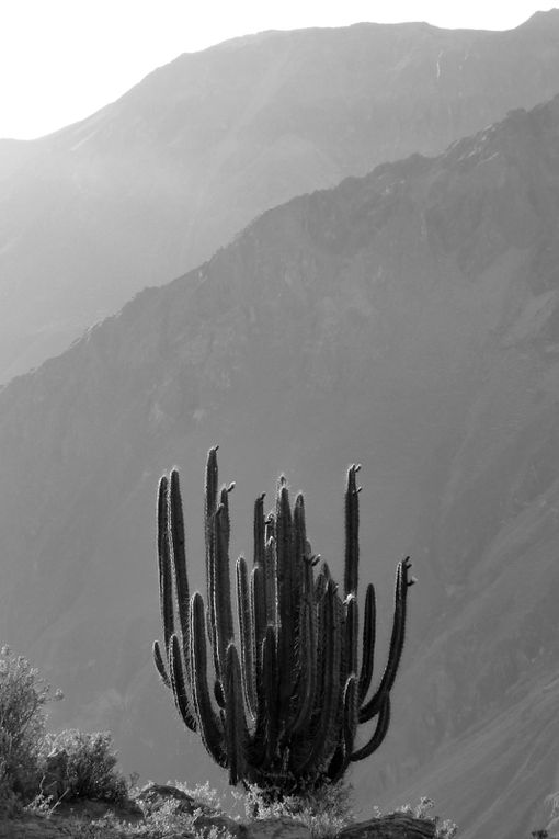 Avec Nath, decouverte durant un mois du pays des incas !!!
Lima, Paracas, Ica, Huacachina, Nasca, Cusco, Machu Pichu, Arequipa et lac Titicaca ... de quoi s'occuper dans ce beau pays